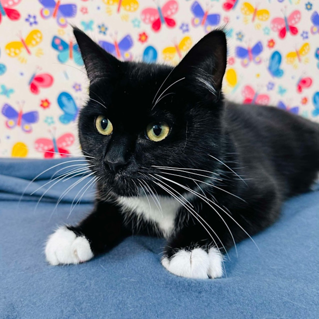 Photo of Moose   Located In Preston