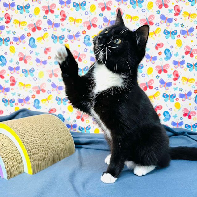 Photo of Moose   Located In Preston