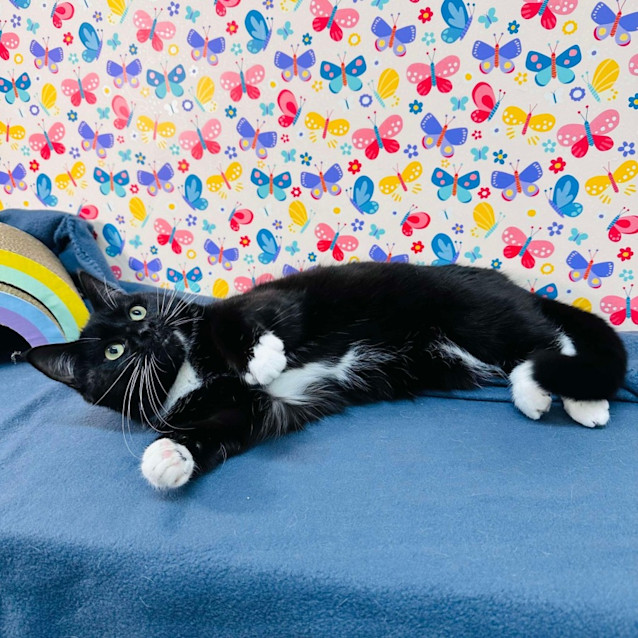 Photo of Moose   Located In Preston