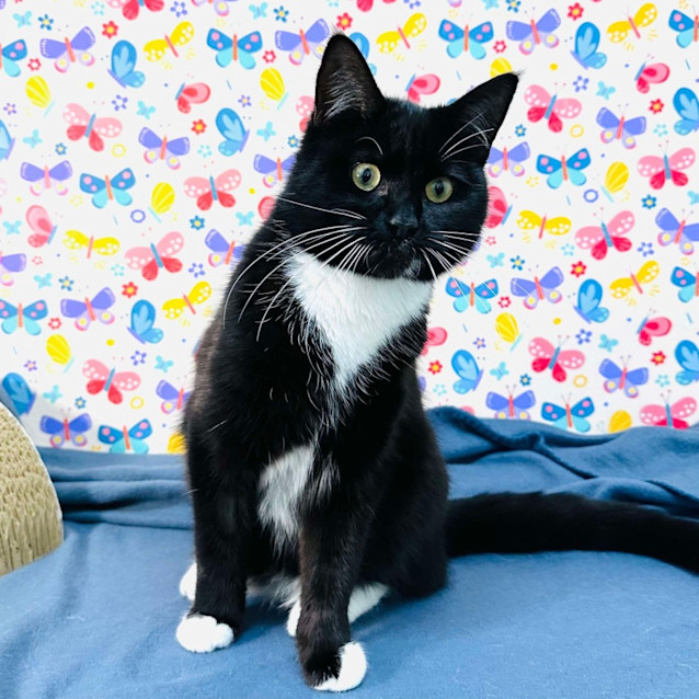 Photo of Moose   Located In Preston