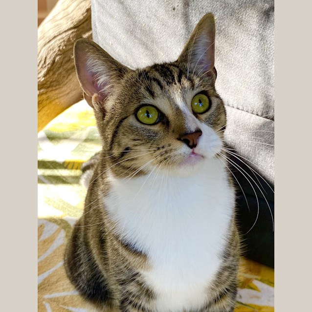 Photo of Tom Paw