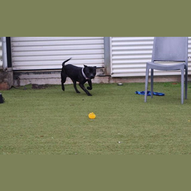 Photo of Rover