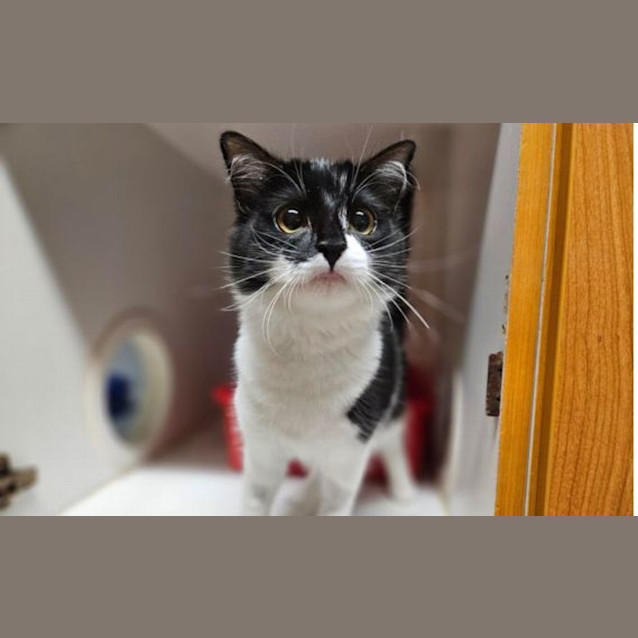 Photo of Poppet