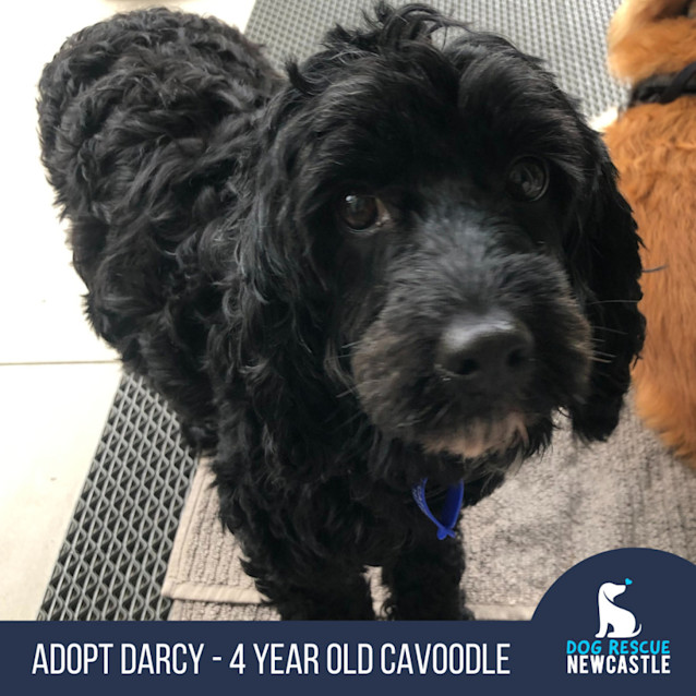 Photo of Darcy   4 Year Old Cavoodle (Trial)