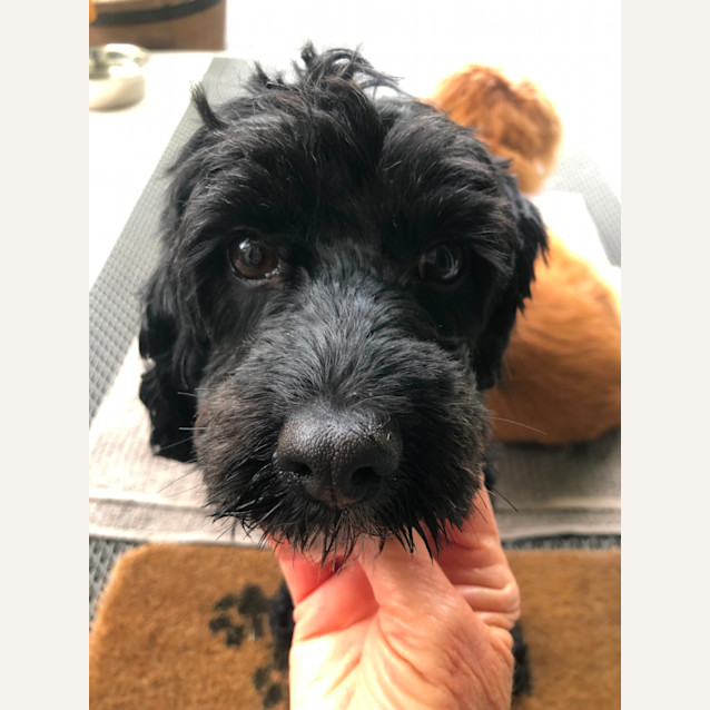 Photo of Darcy   4 Year Old Cavoodle (Trial)