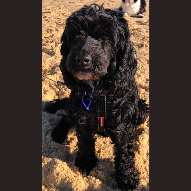 Photo of Darcy   4 Year Old Cavoodle (Trial)