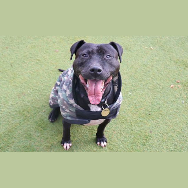 Photo of Stella