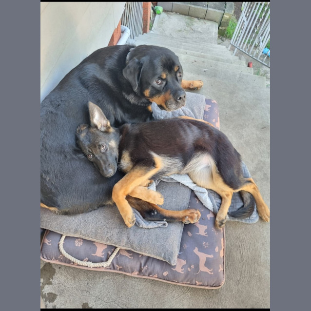 Photo of Lana   6 Month Old German Shepherd