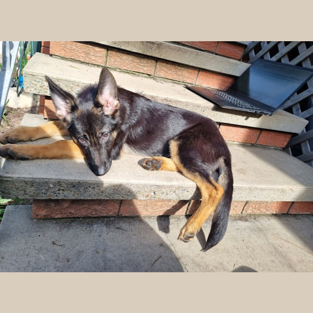 Photo of Lana   6 Month Old German Shepherd