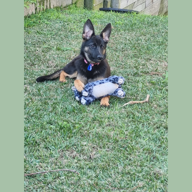 Photo of Lana   6 Month Old German Shepherd