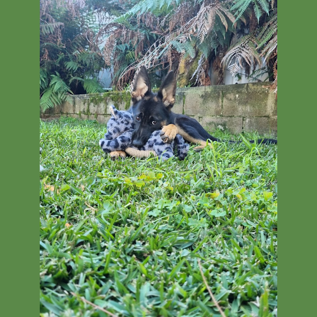 Photo of Lana   6 Month Old German Shepherd