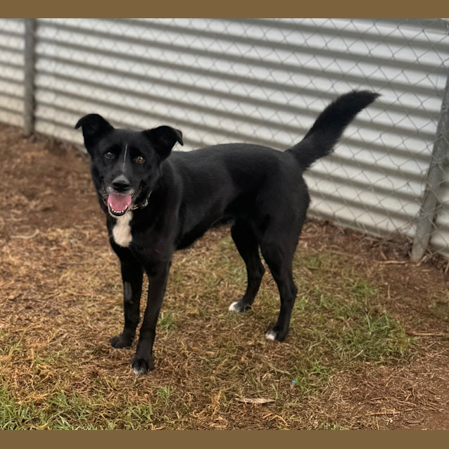 Photo of Cooper