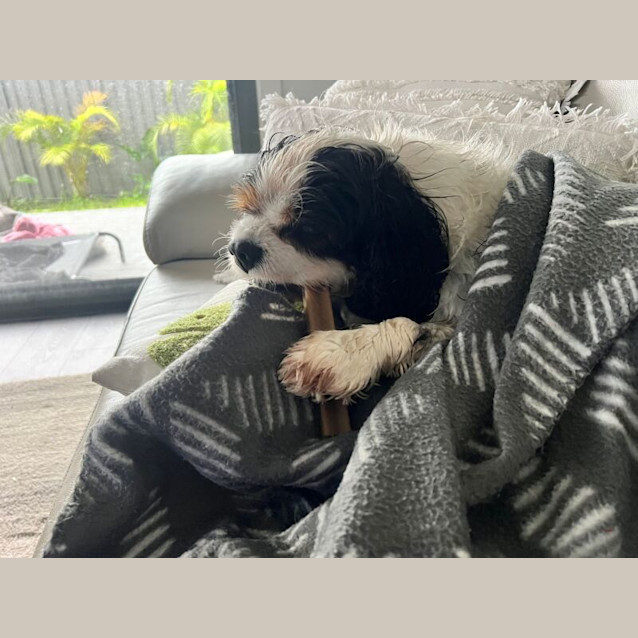 Photo of Apollo