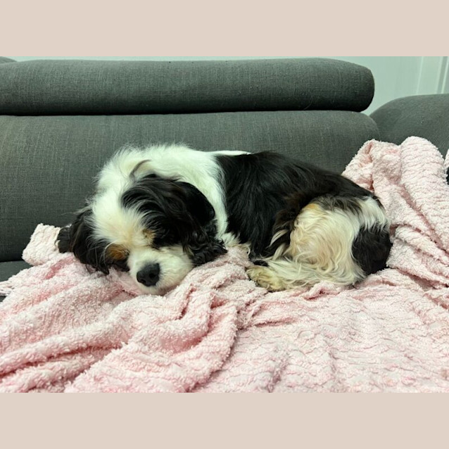 Photo of Apollo