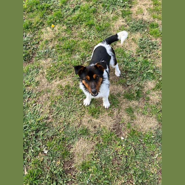 Photo of Otis
