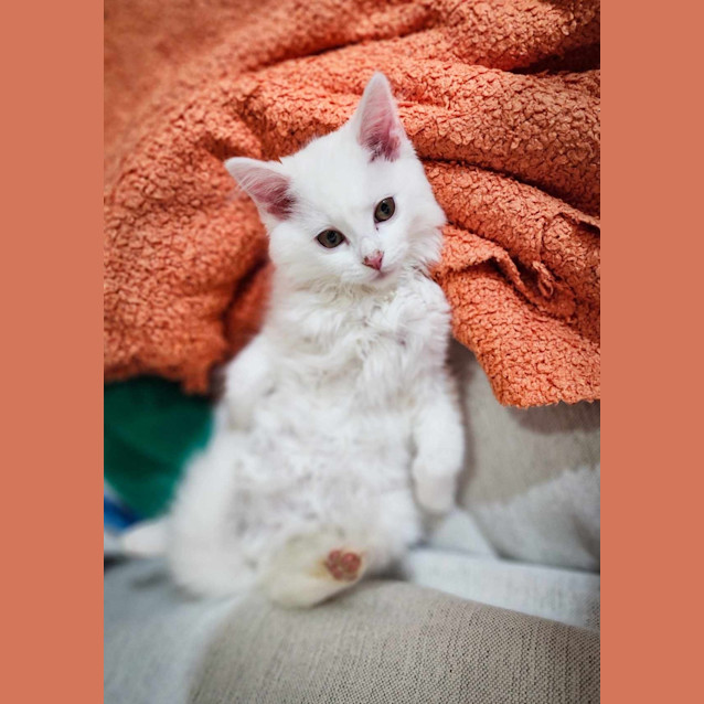 Photo of Marshmallow