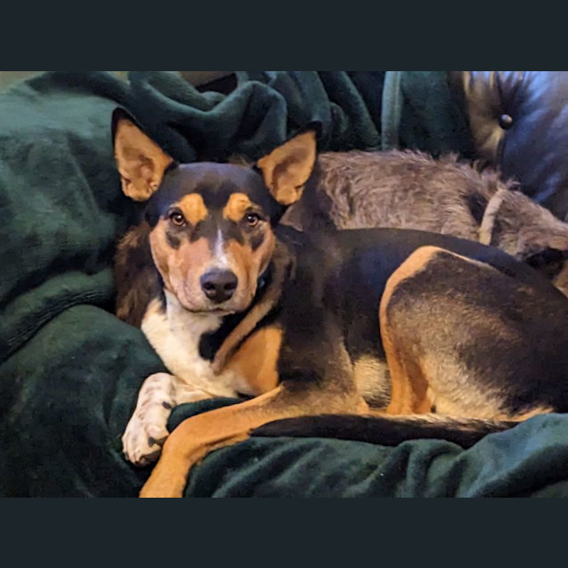 Photo of Phyfe Dawg