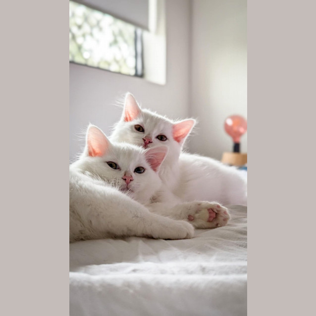 Photo of Marshmallow