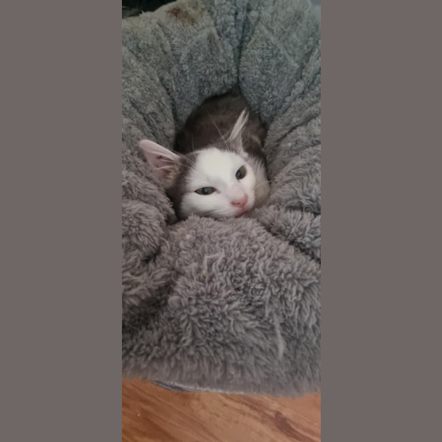Photo of Watson