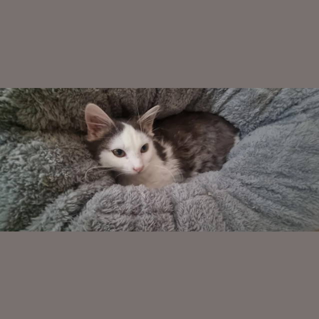 Photo of Watson