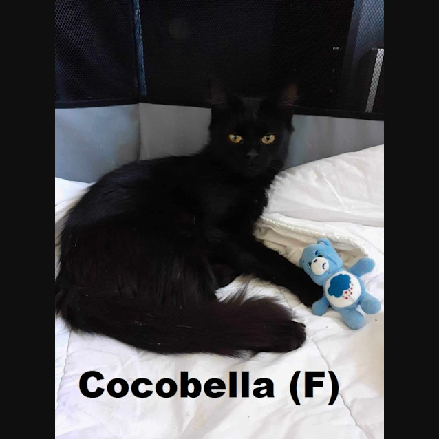 Photo of Cocobella