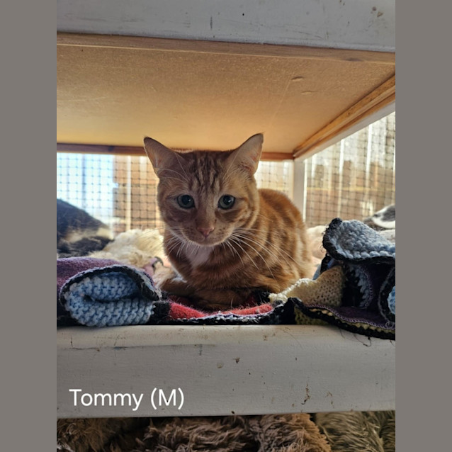 Photo of Tommy