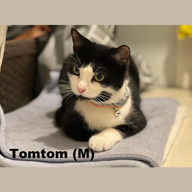 Photo of Tom Tom