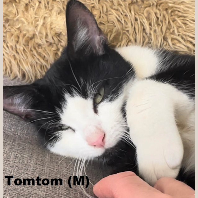 Photo of Tom Tom