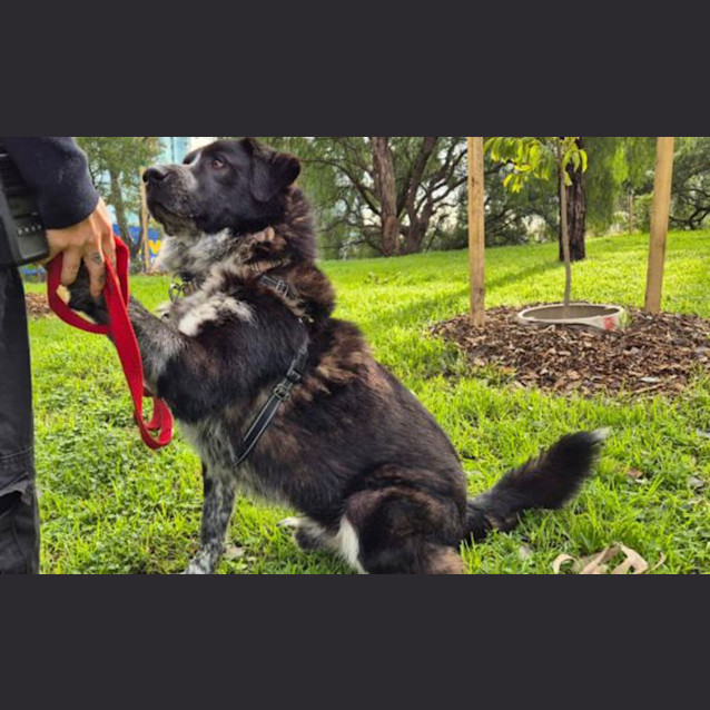 Photo of Tarzan