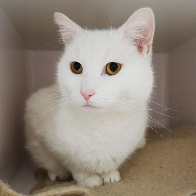 Photo of Snowball Sua012857