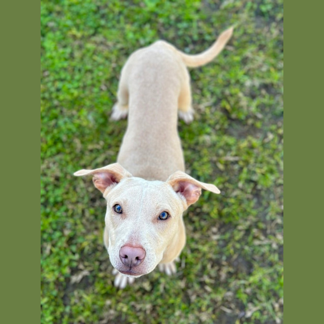 Photo of Rover