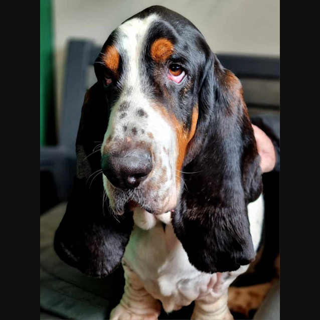 Photo of Winston