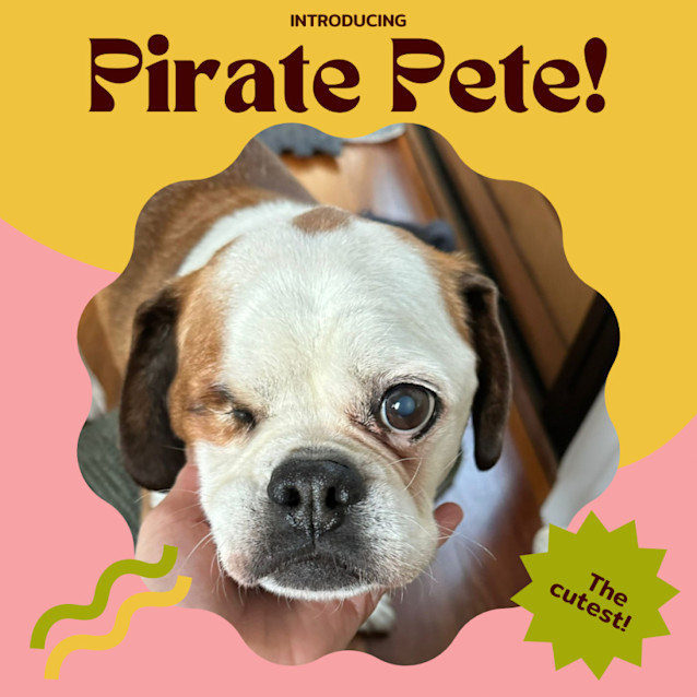Photo of Pirate Pete 🏴‍☠️🦜💛