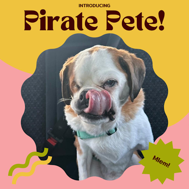 Photo of Pirate Pete 🏴‍☠️🦜💛