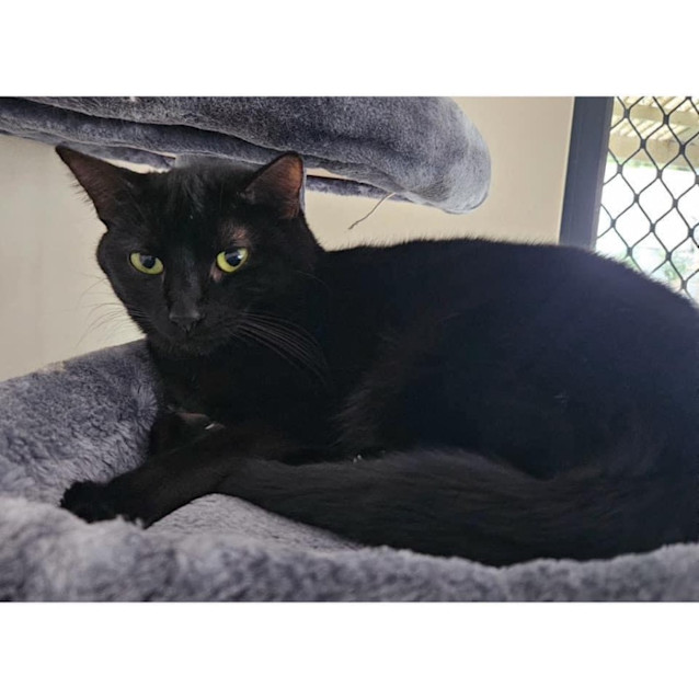 Photo of 8933   Diamond
