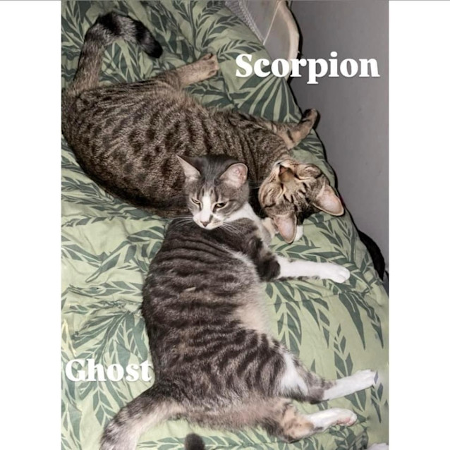 Photo of 8683/5   Ghost & Scorpion