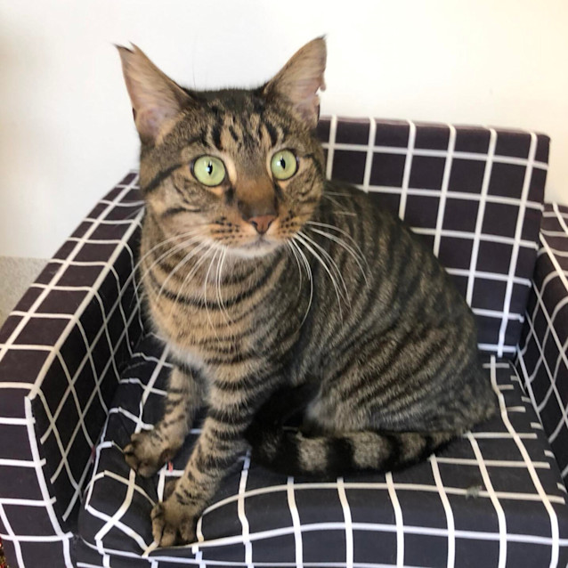 Photo of Scaredy Cat