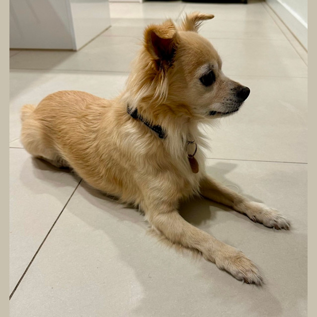 Photo of Cagnolino