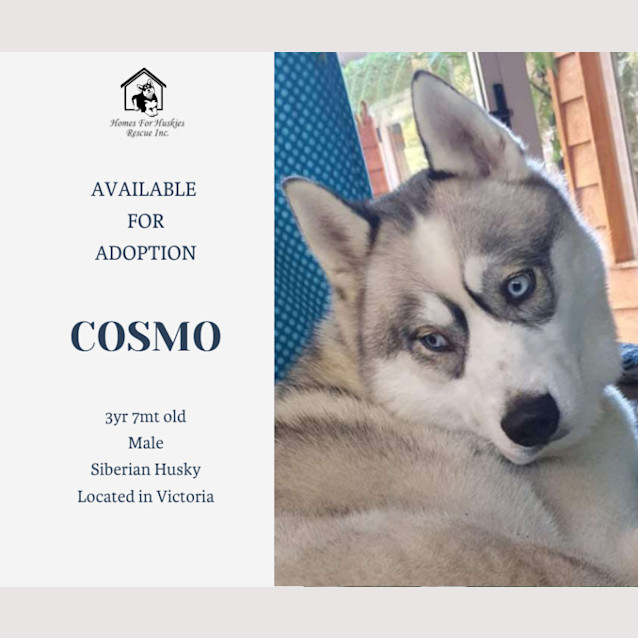 Photo of Cosmo