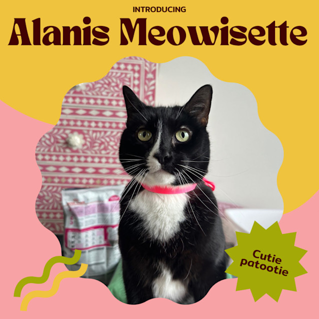 Photo of Alanis Meowisette 🎶🤘