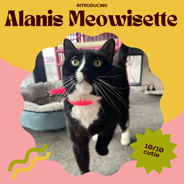 Photo of Alanis Meowisette 🎶🤘