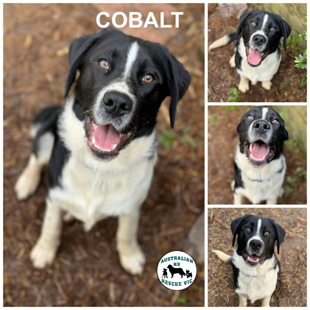 Photo of Cobalt