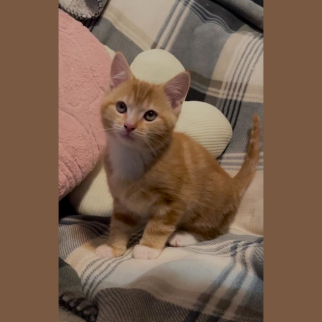 Photo of Asterix 