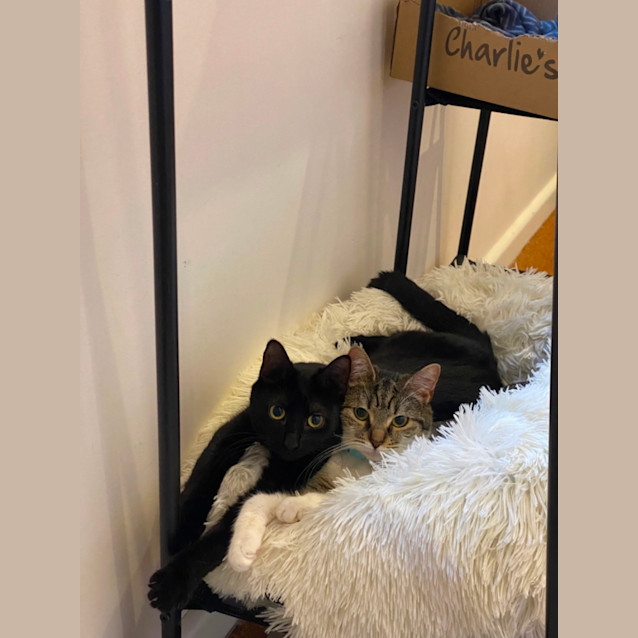 Photo of Cuddles