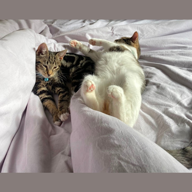 Photo of Cuddles