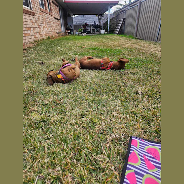 Photo of Captain Kidd