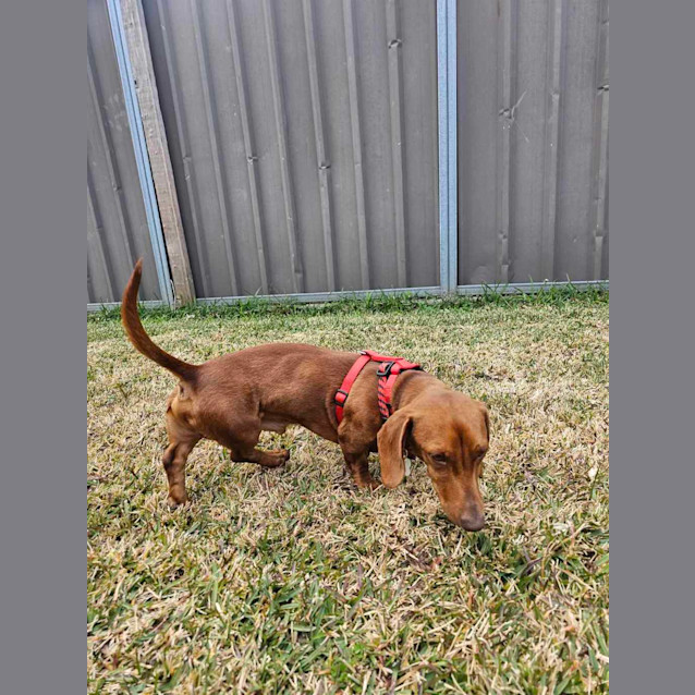 Photo of Captain Kidd