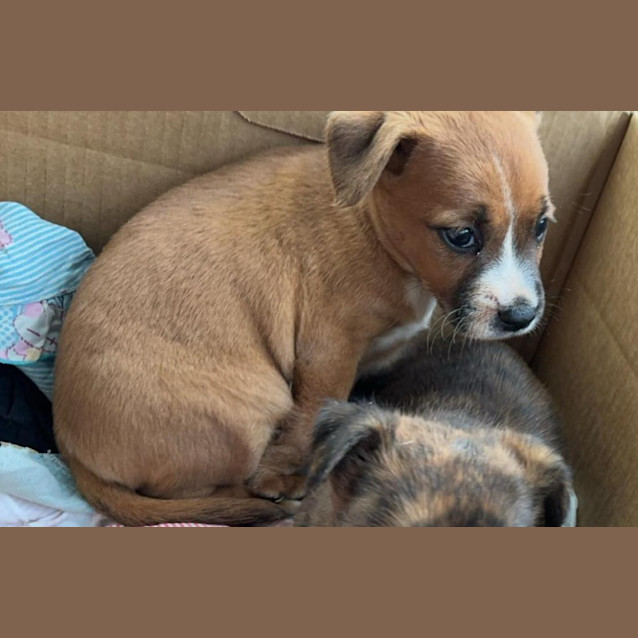 Photo of Hati (Honey)