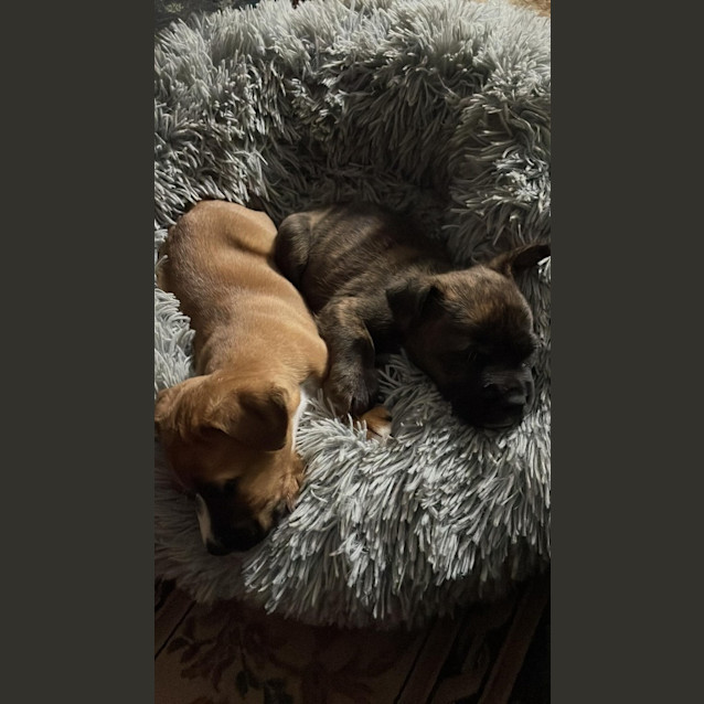 Photo of Hati (Honey)