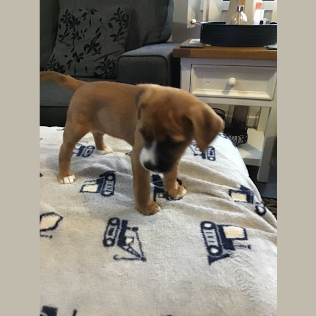 Photo of Hati (Honey)